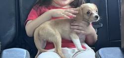 Lost Male Dog last seen Front of home 6720 Plaska Ave Huntington Park, Huntington Park, CA 90255