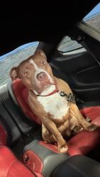 Lost Male Dog last seen 42nd and lyndale dr, Odessa, TX 79762