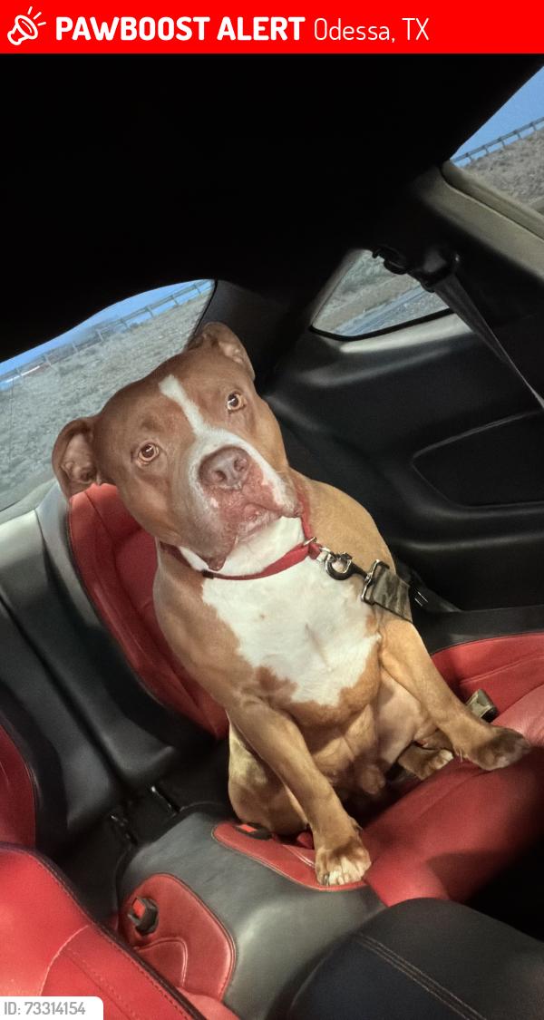 Lost Male Dog last seen 42nd and lyndale dr, Odessa, TX 79762