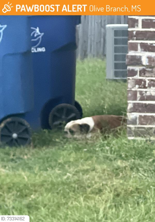 Found/Stray Female Dog last seen Nesting dove and huckleberry, Olive Branch, MS 38654