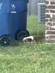 Found/Stray Female Dog last seen Nesting dove and huckleberry, Olive Branch, MS 38654