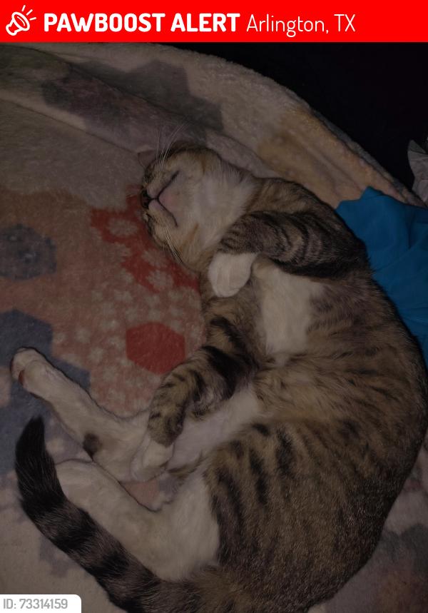 Lost Male Cat last seen Silo and sublett, Arlington, TX 76018