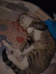 Lost Male Cat last seen Silo and sublett, Arlington, TX 76018