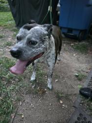 Reunited Male Dog last seen Council Drive/ Elmhurst street, District Heights, MD 20747