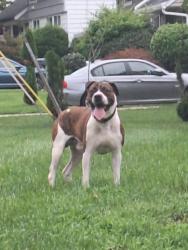Reunited Male Dog last seen Elwood Smith Park, Rockville, MD 20852
