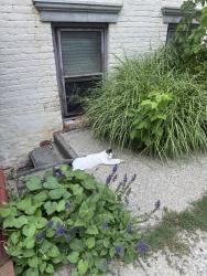 Found/Stray Female Cat last seen Jefferson St, Albany, NY 12210