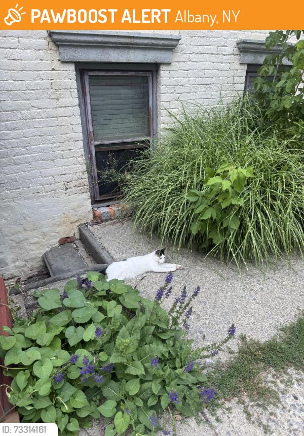 Found/Stray Female Cat last seen Jefferson St, Albany, NY 12210