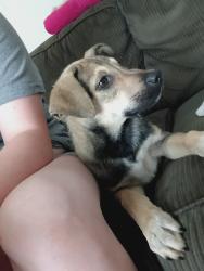 Reunited Male Dog last seen Near Moore St, Middletown, OH 45044, USA, Middletown, OH 45044