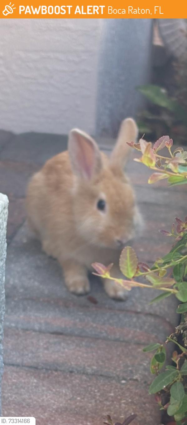 Found/Stray Unknown Rabbit last seen Nw 7th Ct, Boca Raton, fl 33487, Boca Raton, FL 33487