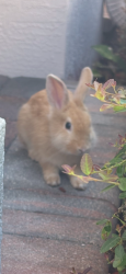 Found/Stray Unknown Rabbit last seen Nw 7th Ct, Boca Raton, fl 33487, Boca Raton, FL 33487