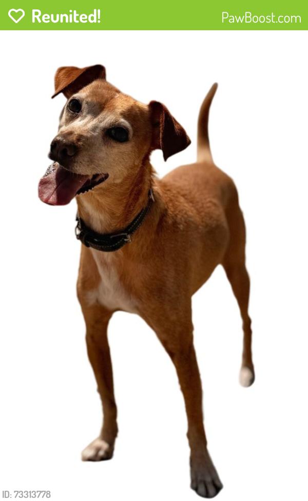Reunited Male Dog last seen Paseo de las Flores and Lynwood drive, Encinitas, CA 92024