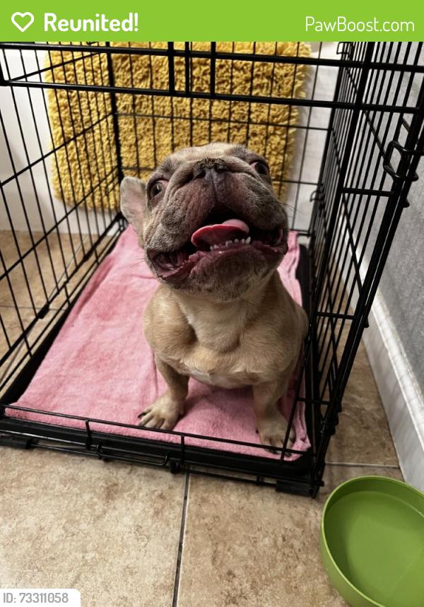 Reunited Female Dog last seen Near W Gerard Ave, Merced, CA 95341, USA, Merced, CA 95341