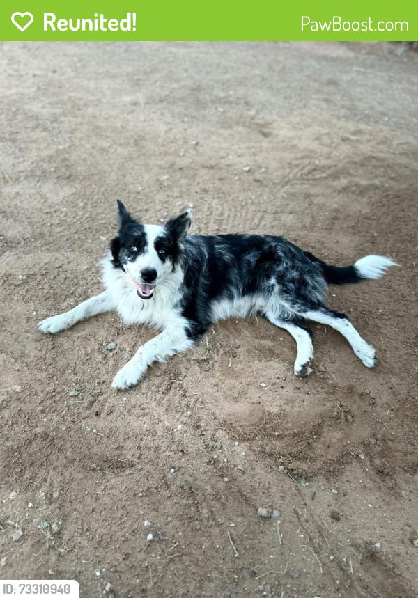 Reunited Male Dog last seen Last seen Sunday night, Monday morning he was gone and my back door was open, Midland, TX 79701