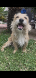 Found/Stray Male Dog last seen Hubbard street sylmar, Los Angeles, CA 91342