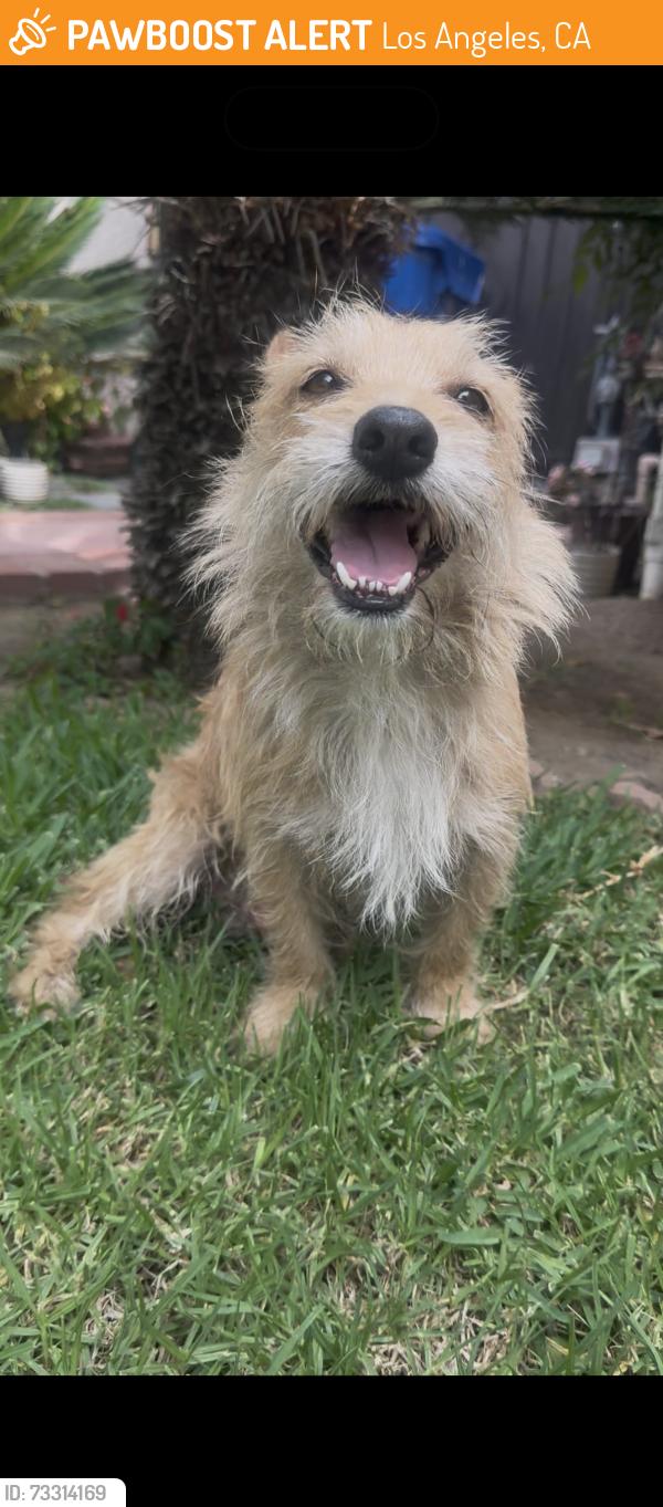 Found/Stray Male Dog last seen Hubbard street sylmar, Los Angeles, CA 91342