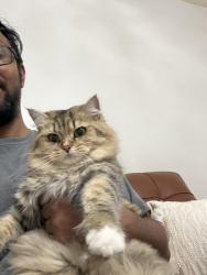 Reunited Female Cat last seen Marbury Avenue , Linford Ave, 48th street, Canton, OH 44705
