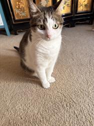 Lost Female Cat last seen Windsor apmt complex, Delray Beach, FL 33483