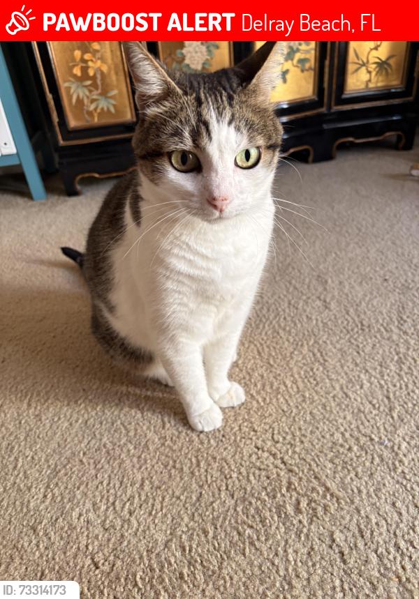 Lost Female Cat last seen Windsor apmt complex, Delray Beach, FL 33483