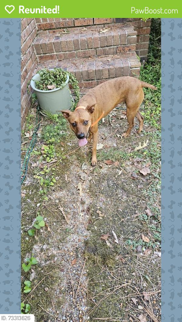 Reunited Female Dog last seen Near mississippi rd, Holly Springs, MS 38635