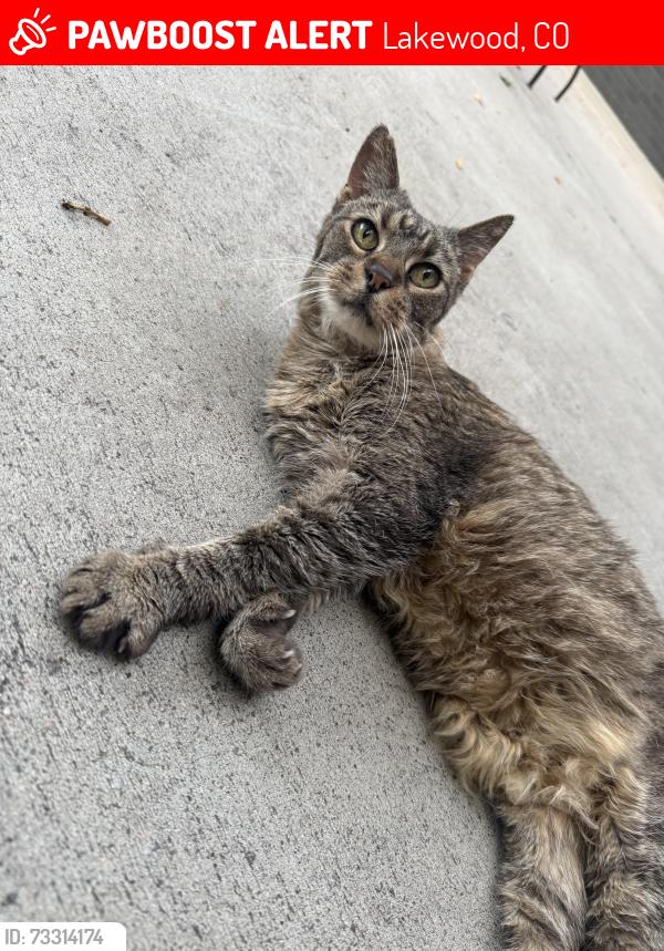 Lost Female Cat last seen 1st St and yarrow, Lakewood, CO 80226