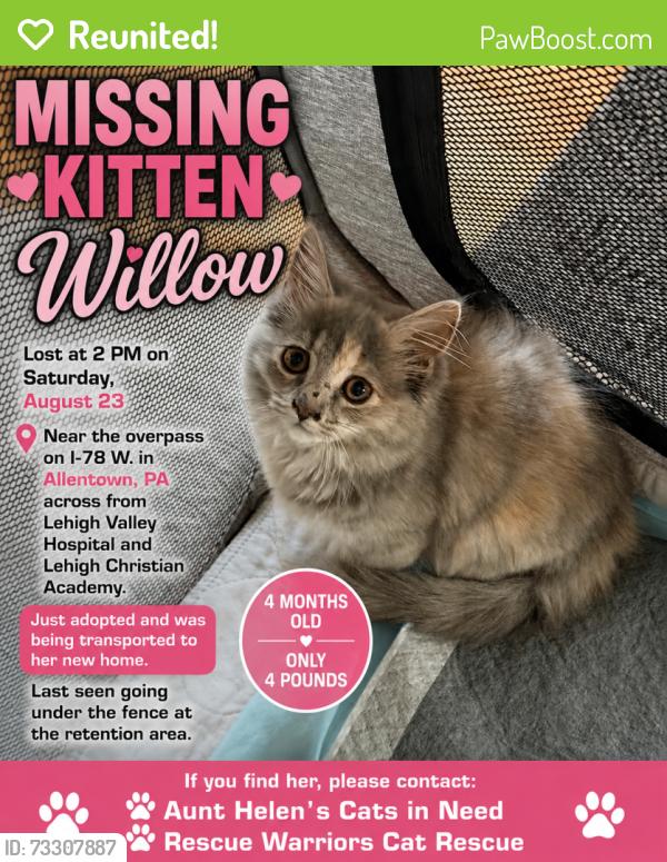 Reunited Female Cat last seen Near underpass on S Cedar Crest Blvd (near hosp), Allentown, PA 18103