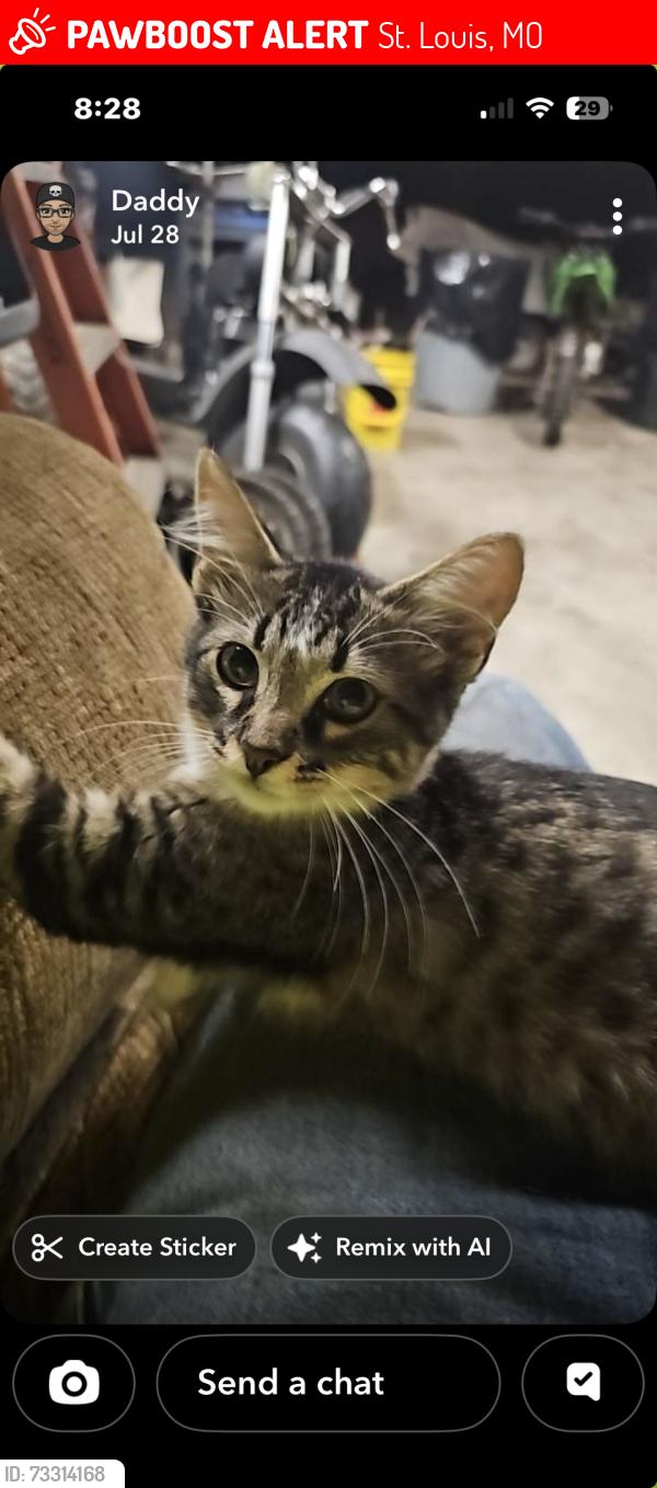 Lost Female Cat last seen Mattis, tesson, St. Louis, MO 63128