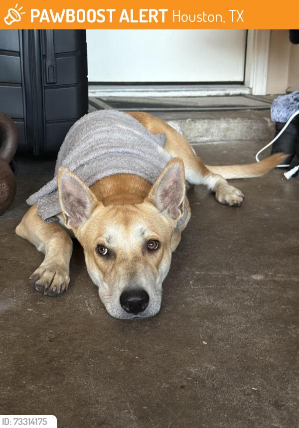 Found/Stray Male Dog last seen Sweetgum trace drive and Warren, Houston, TX 77040