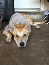 Found/Stray Male Dog last seen Sweetgum trace drive and Warren, Houston, TX 77040