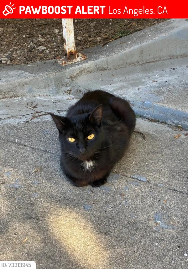 Lost Male Cat last seen ARDMORE & 3RD ST, Los Angeles, CA 90020