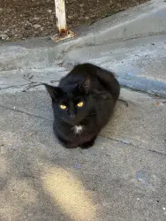 Lost Male Cat last seen ARDMORE & 3RD ST, Los Angeles, CA 90020