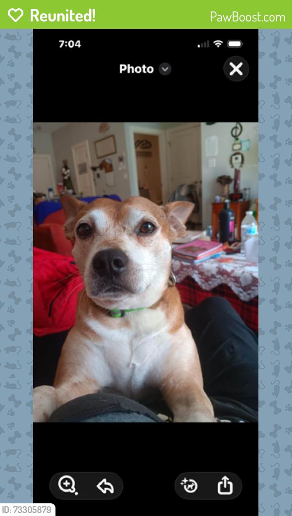 Reunited Male Dog last seen court st, Plymouth, MA 02360