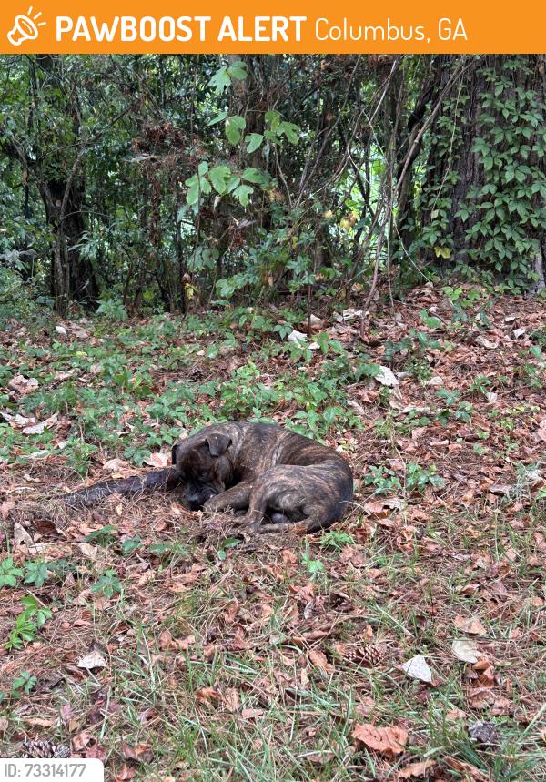 Found/Stray Male Dog last seen Along the riverwalk behind the water treatment facility., Columbus, GA 31901