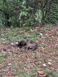 Found/Stray Male Dog last seen Along the riverwalk behind the water treatment facility., Columbus, GA 31901