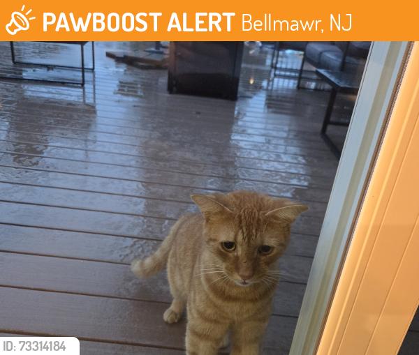 Found/Stray Male Cat last seen N bellmawr and 6th, Bellmawr, NJ 08031