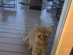 Found/Stray Male Cat last seen N bellmawr and 6th, Bellmawr, NJ 08031