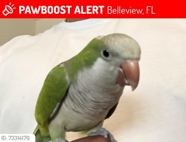 Lost Unknown Bird last seen Lake weir Garden, Belleview, FL 34420