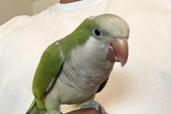 Lost Unknown Bird last seen Lake weir Garden, Belleview, FL 34420