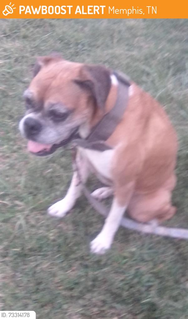 Found/Stray Female Dog last seen Parkway village, Memphis, TN 38118