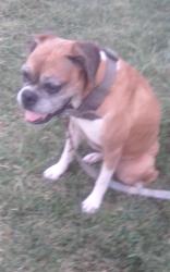 Found/Stray Female Dog last seen Parkway village, Memphis, TN 38118