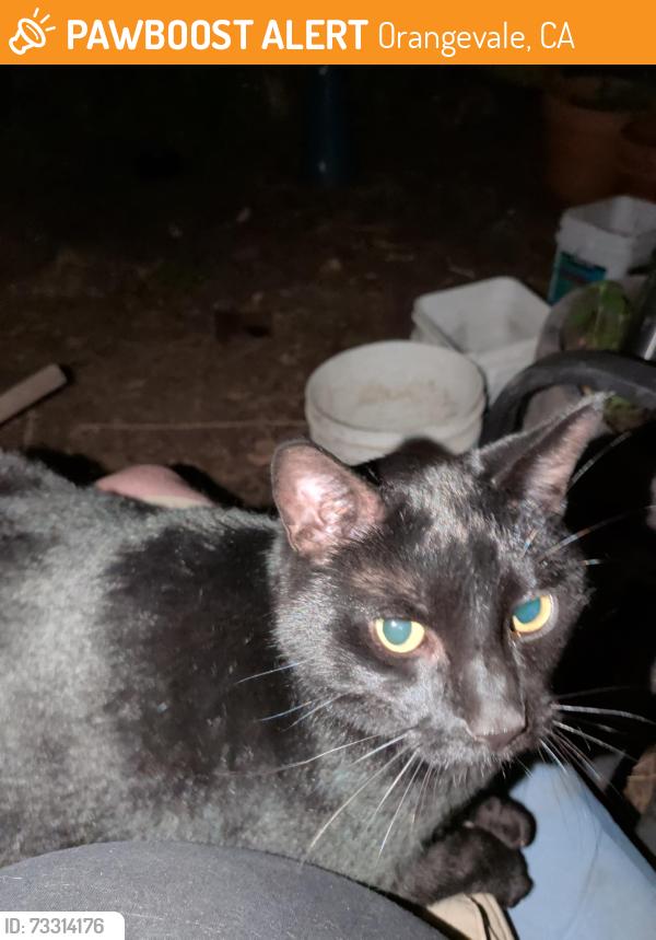 Found/Stray Male Cat last seen Central ave and Filbert ave in Orangevale California, Orangevale, CA 95662