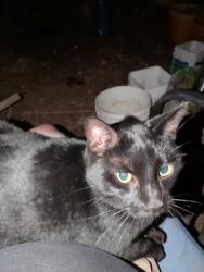 Found/Stray Male Cat last seen Central ave and Filbert ave in Orangevale California, Orangevale, CA 95662