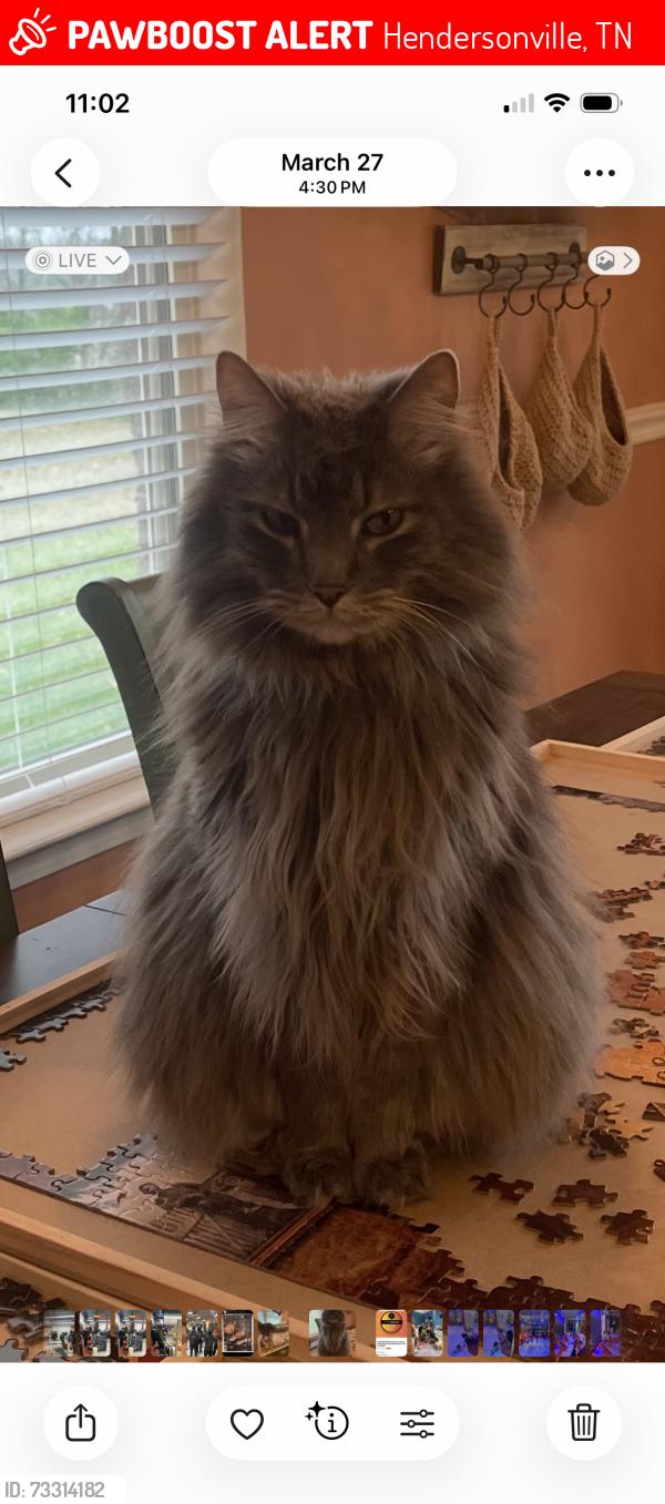 Lost Male Cat last seen Saundersville Rd, Hendersonville, TN 37075