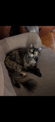 Reunited Female Cat last seen Valley Fair Mall, West Valley City, UT 84119