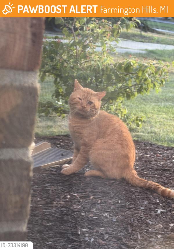Found/Stray Unknown Cat last seen 13 Mile and Drake, Farmington Hills, MI 48331