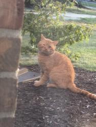 Found/Stray Unknown Cat last seen 13 Mile and Drake, Farmington Hills, MI 48331