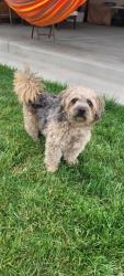 Reunited Male Dog last seen Caleb Place in Fairway Park (near Sonic in Hayward), Hayward, CA 94544