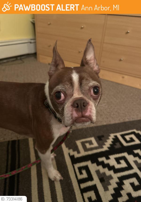 Found/Stray Female Dog last seen Liberty and Stadium, Ann Arbor, MI 48105