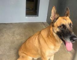 Shelter Stray Male Dog last seen Near BLOCK BEACH, 1640 9th St, Santa Monica, CA 90404, USA