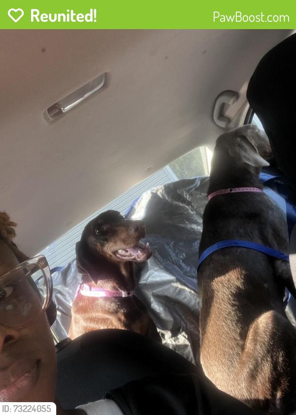 Reunited Female Dog last seen Ann Arbor and St. Elmo, Memphis, TN 38128