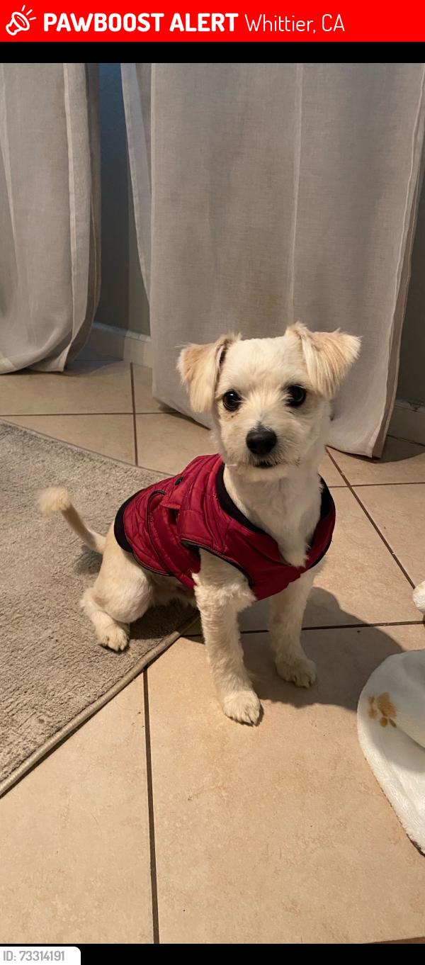 Lost Male Dog last seen La mirada and Colima, Whittier, CA 90604